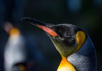 Photo Cute animals